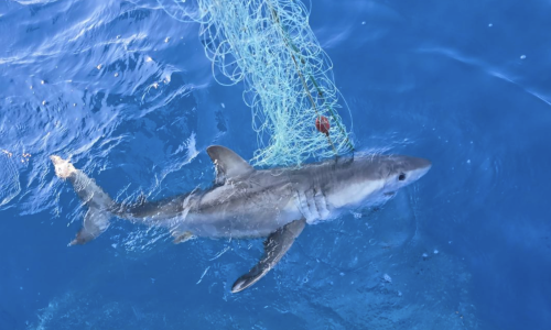 U Jadranu snimljena velika bijela psina: Ribar objavio snimke