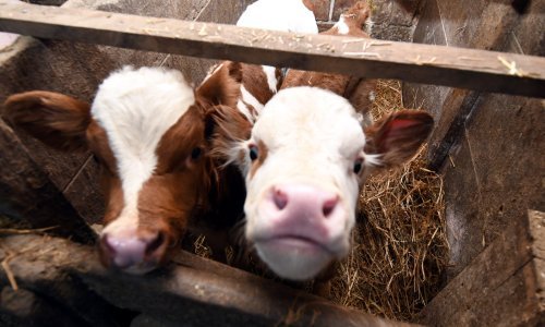 Bolest kvrgave kože pojavila se kod goveda u susjednoj Italiji