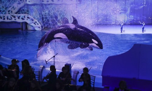 Poznato je kako kitovi ubojice dotjeruju svoju kožu