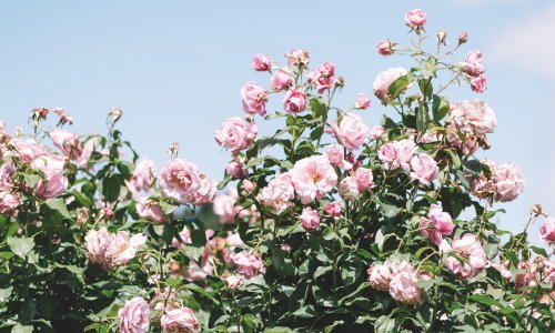 Opasnosti toplinskog vala: Evo kako zalijevati ruže da bujno cvatu i po najvećim vrućinama