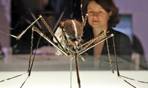 Ovi invazivni insekti prijete Europi. Stručnjaci zabrinuti: Prijeti nam katastrofa!