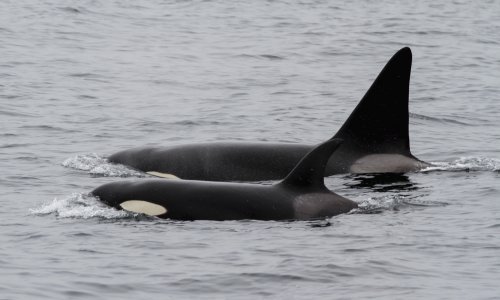 Fascinantne orke: Izrađuju vlastite alate, ali ne za lov, već za češkanje, zbližavanje i 'beauty' tretman