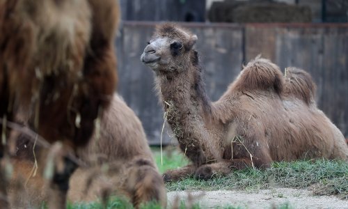Zagrebački ZOO slavi 100. rođendan: Počeli su s tri lisice i sove