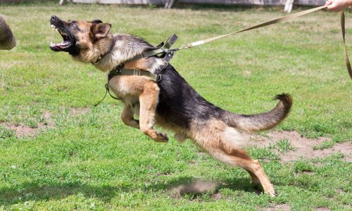 Preminula žena koju su kod Čazme napala četiri psa