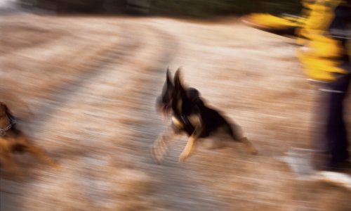 Žena preminula nakon što su je izgrizli psi, šokirana obitelj angažirala odvjetnika