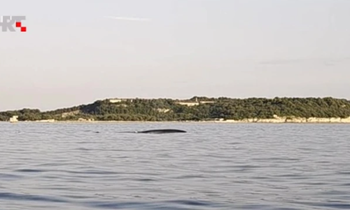 Ispred pulske luke uočen kit: 'Ne uznemiravajte ga'