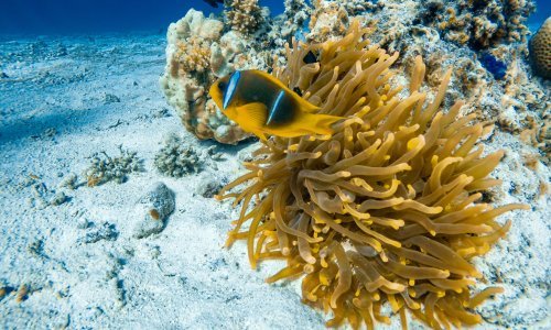 Testirali podvodno rudarenje; evo što se događa s morskim svijetom