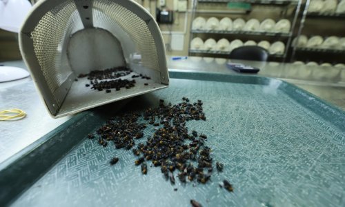 SAD planira uzgojiti stotine milijune muha i bacati ih iz aviona. Ista metoda koristila se i u Zagrebu