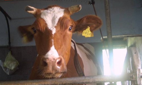 Atipično kravlje ludilo u Švicarskoj