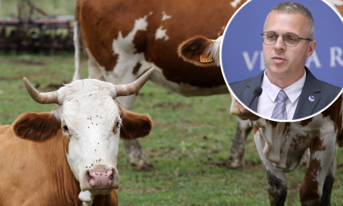 Šef veterinara o pomoru krava podno Svilaje: Meni to sliči na trovanje