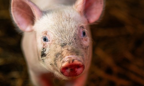 Panika u eteru lokalnog radija: Čovjeku svinja ispala iz prikolice tijekom vožnje, traže ju