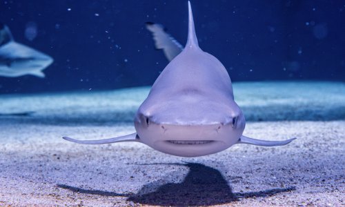 Čuvari mora u opanosti: Za više od polovice morskih pasa i raža prijeti izumiranje