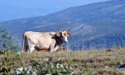 Stočari iz okolice Vrlike na rubu: 'Ova situacija je katastrofa. Završio sam na Hitnoj'