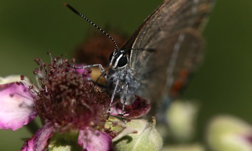 Znanstvenici na pragu novog otkrića: Biljke i kukci ‘razgovaraju’
