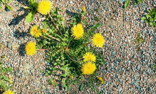 Ovo su tri najefikasnije metode za uklanjanje korova: Prirodne su i ne mogu biti jeftinije