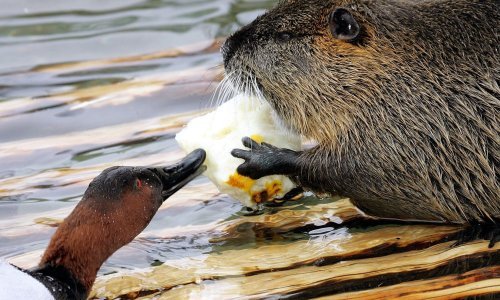Raširio se vrtoglavom brzinom, zadaje glavobolje: Ne prilazite, pustite ga da radi…
