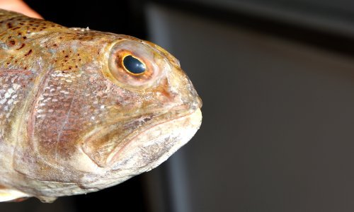 Još jedna otrovna riba u Jadranu; biolozi savjetuju što raditi, ako se ubodemo