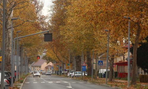 Evo koje drvo hladi okolinu, nije jedino