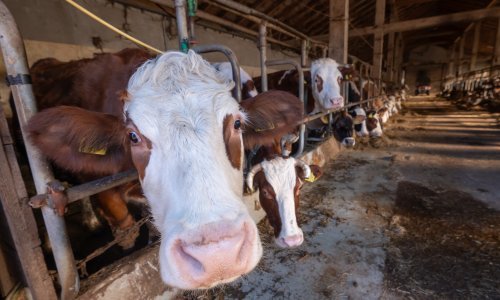 Za uginulu stoku država će isplatiti naknadu: 'Ovaj sastanak čekali smo tri godine'