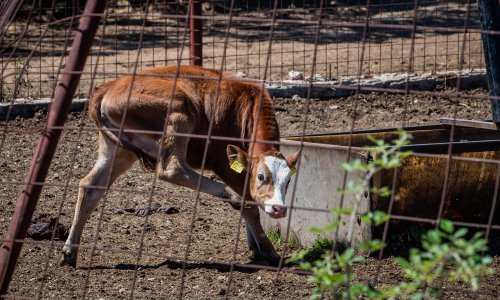 Ažuriran Program kontrole bedrenice; sve mjere provode se redovno i kontinuirano