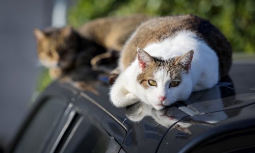 Do kraja godine obavezno mikročipiranje mačaka, no pitanje je tko će sve kontrolirati