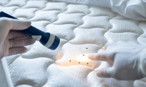 Užas u Dubrovniku: Stjenice gmizale po krevetu i zidu apartmana