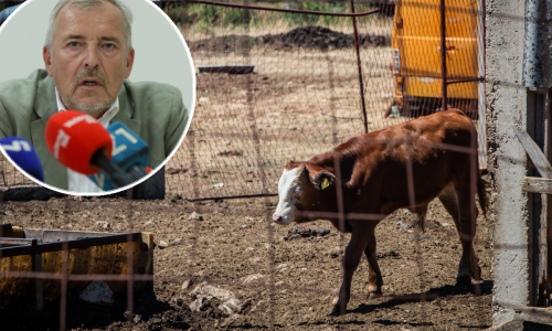 Epidemiologinja otkrila kako izgledaju simptomi bedrenice kod ljudi, oglasio se i Capak