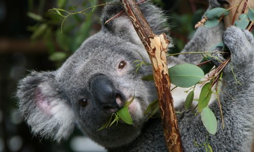 Koale žive na drveću, ali ugibaju na tlu