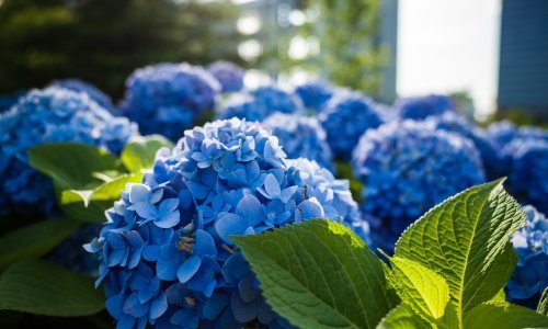 Kako vratiti u život gotovo uvele hortenzije i ponovno uživati u predivnom vrtu