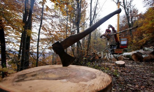 Poginuo radnik pri sječi stabala kod Velike Ludine