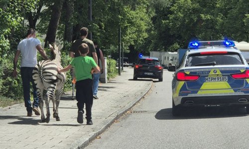 Zebre pobjegle iz cirkusa u Münchenu pa utekle i policiji: Na kraju ipak uhvaćene