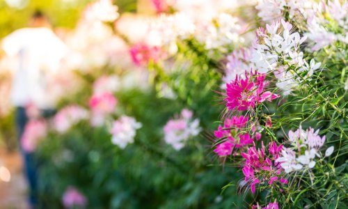 Iskusni vrtlari dali su odgovor na pitanje svih pitanja: Kako održati vrt tijekom vrućina