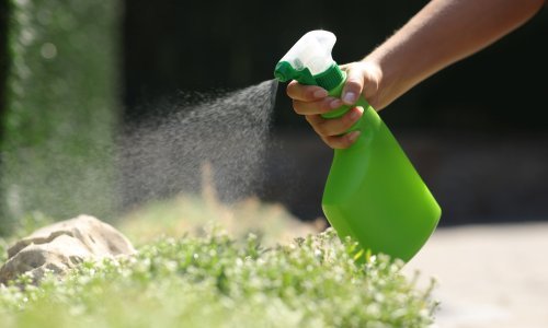 Prirodni pesticidi za vaš vrt – evo što treba znati