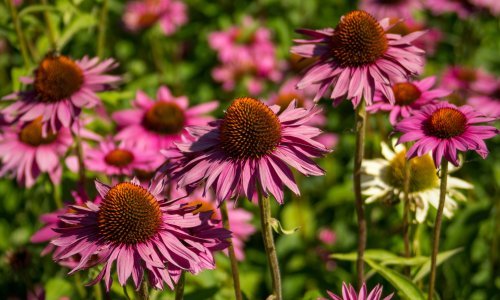 Srpanj je posljednja prilika za sadnju ovih biljaka - posadite ih dok još stignete