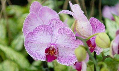 Ova greška uništava orhideje tijekom ljeta: Evo što napraviti za dugotrajno cvjetanje