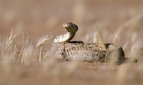 Dvogodišnji dječak ugrizao kobru i usmrtio je