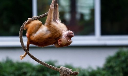 Skandal u njemačkom Zoološkom vrtu, usmrćeno 12 zdravih pavijana