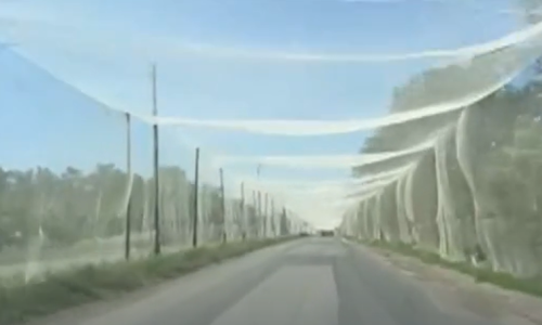 Nebeski štit protiv ruskih dronova: Kako mreže za tulipane spašavaju živote u Ukrajini