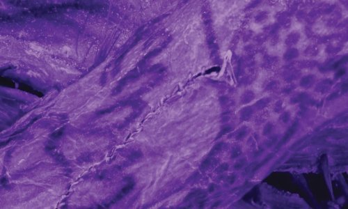 Tetovaže koje prkose vremenu: Ova 'ledena mumija' skriva tajne izgubljene kulture