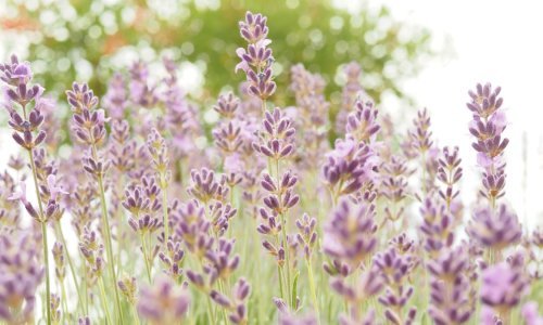 Nemojte zakasniti: Ovo je sada nužno napraviti da bi lavanda nastavila bujno cvati