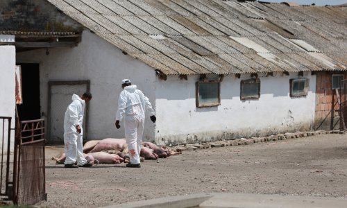 Eutanazirano 1.919 svinja u općini Jagodnjak