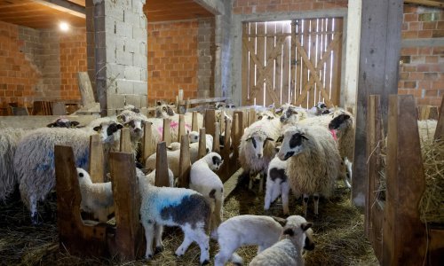 Širi se opasna bolest stoke, u Istri uginulo 60 grla: Izdano upozorenje za stočare