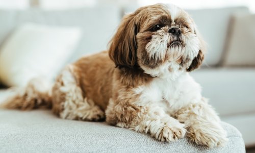 Ovo su tihi znakovi kojima vam pas govori da je - u bolovima