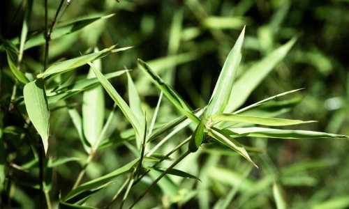 Ova biljka do temelja uništava vrtove, a svi je sade zbog lijepog izgleda