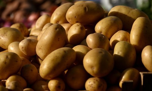 Novo otkriće o krumpirima rastužit će mnoge: Ovo je i znanstvenike iznenadilo