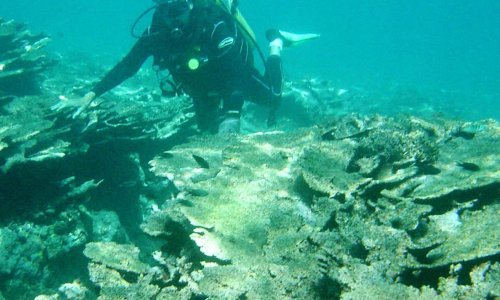 Naglo pada pokrivenost koraljima na najvećem koraljnom grebenu u svijetu