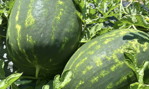 Podravski OPG besplatno dijeli lubenice i dinje: Niti jedna kupljena ne može se mjeriti s ovima