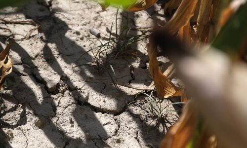 Zbog suše poglašena prirodna nepogoda za Grubišno Polje i tri općine