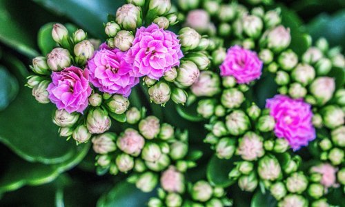 Ova lijepa biljka nagradit će vas divnim cvjetovima, a evo što trebate znati o njoj