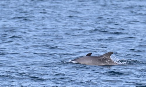 Kod Splita pronađen mrtav dupin, sumnja se da je ubijen